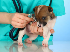 puppy03