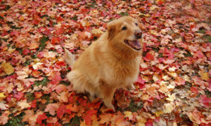 Orange Dog in Orange Leaves